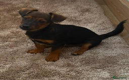 Jack Russell dogs for sale: Traditional Short-legged Jack Russell Boy. - Image 21