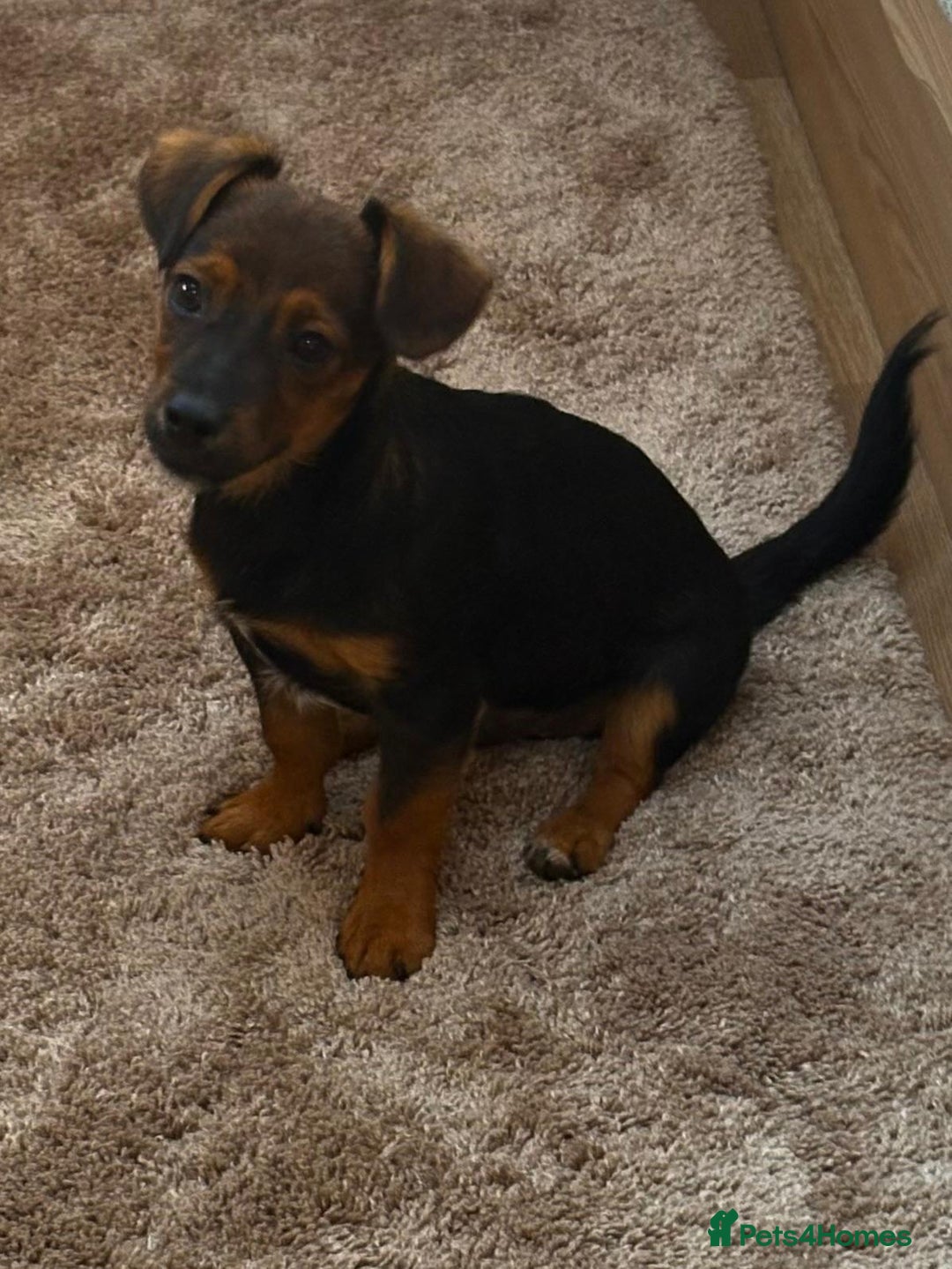 Jack Russell dogs for sale: Traditional Short-legged Jack Russell Boy. - Image 21