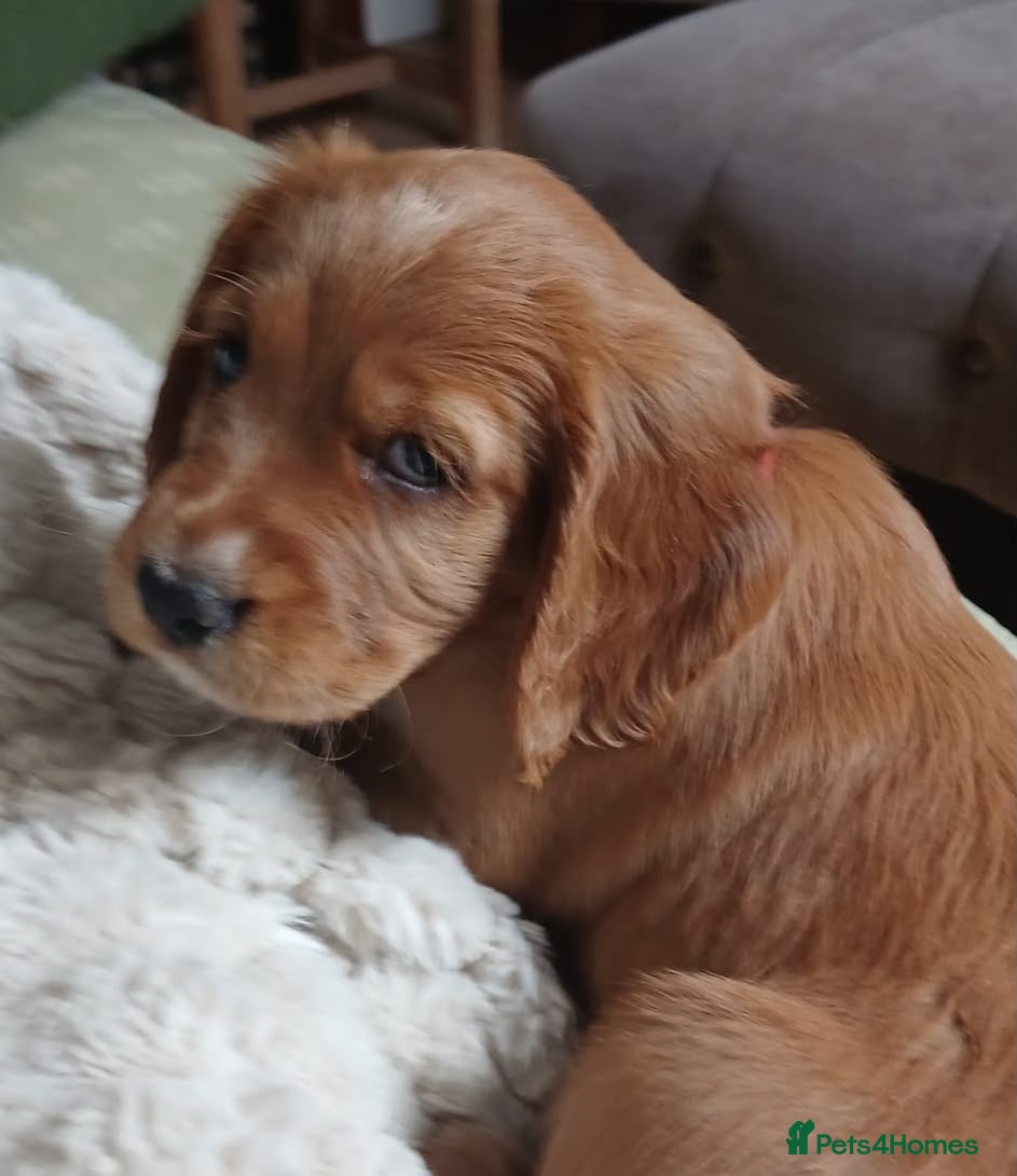 Cocker Spaniel dogs Red Working Cocker Spaniels - Advert 2