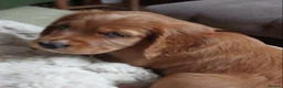 Cocker Spaniel dogs for sale: Red Working Cocker Spaniels - Advert 24