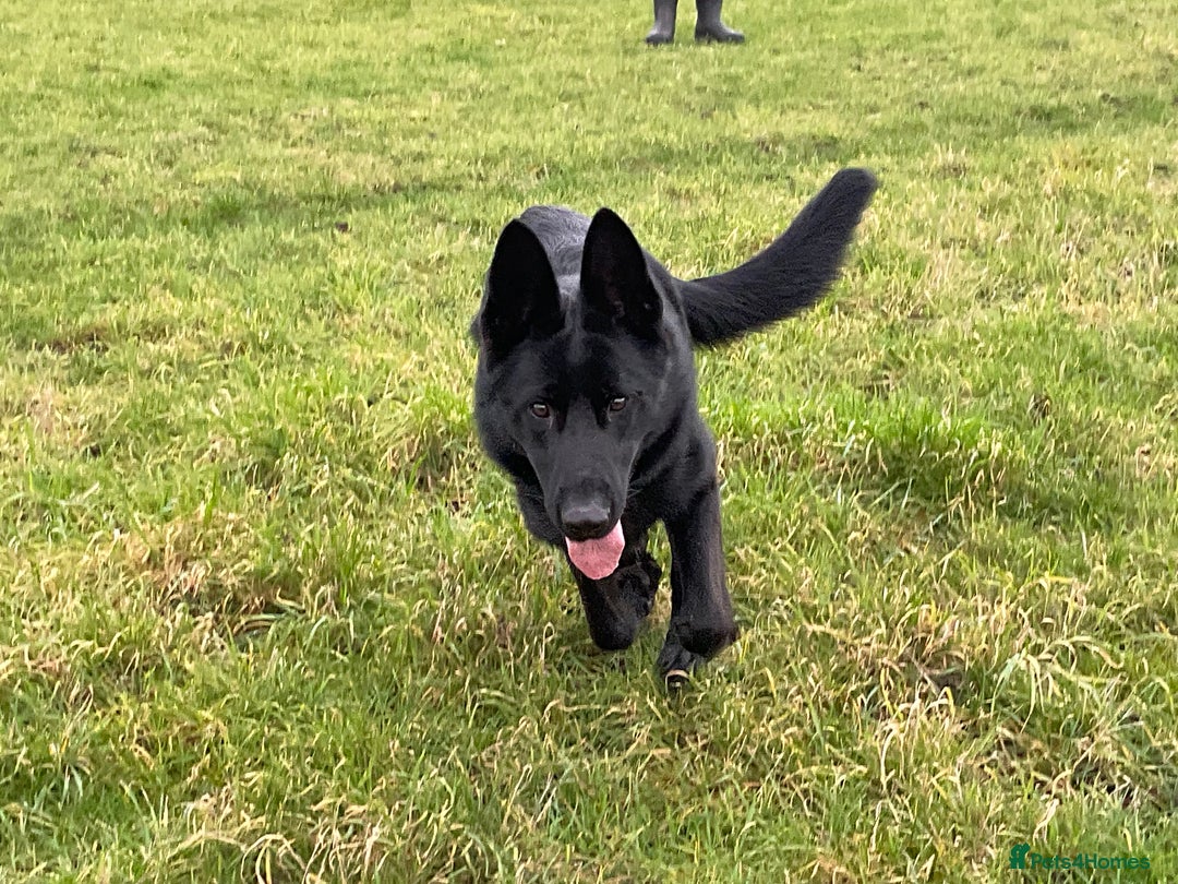 German Shepherd dogs for sale: Outstanding All Black Male  - Advert 17