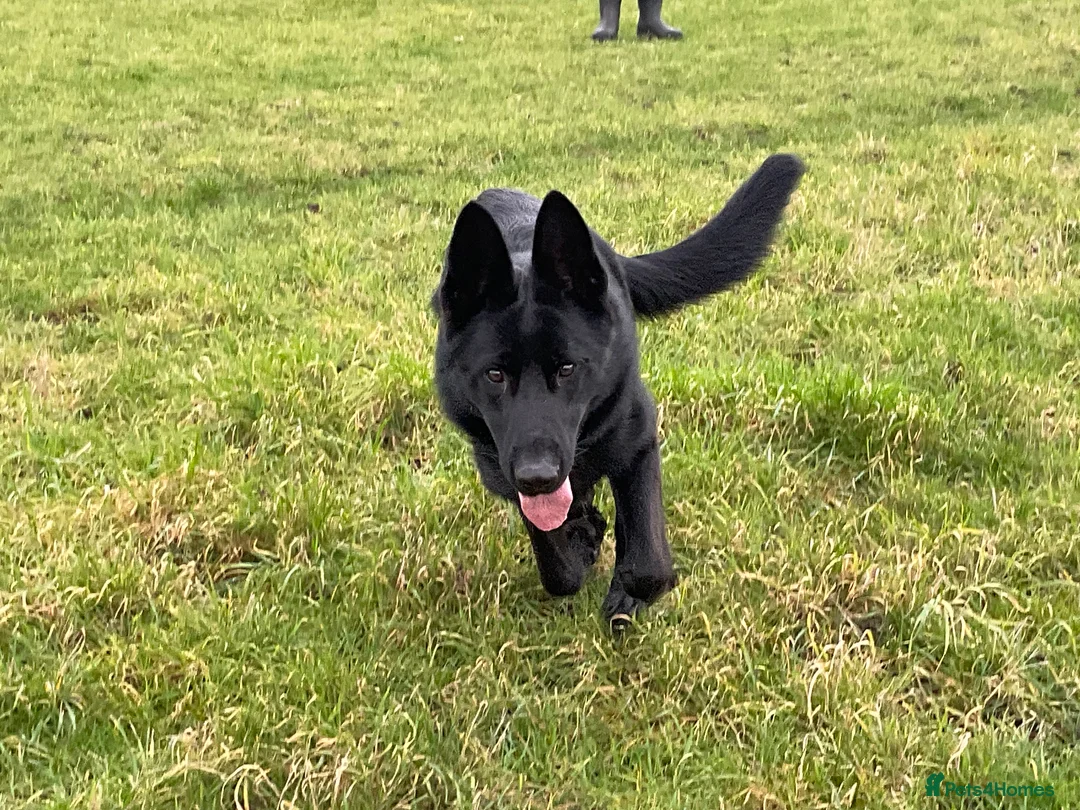 German Shepherd dogs for sale: Outstanding All Black Male  - Advert 17