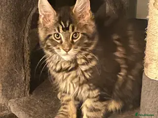 Maine Coon cats Maine Coon Kittens - Advert 1