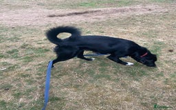 Mixed Breed dogs for adoption: A Bright Boy - looking for the Right Loving Home - Image 5