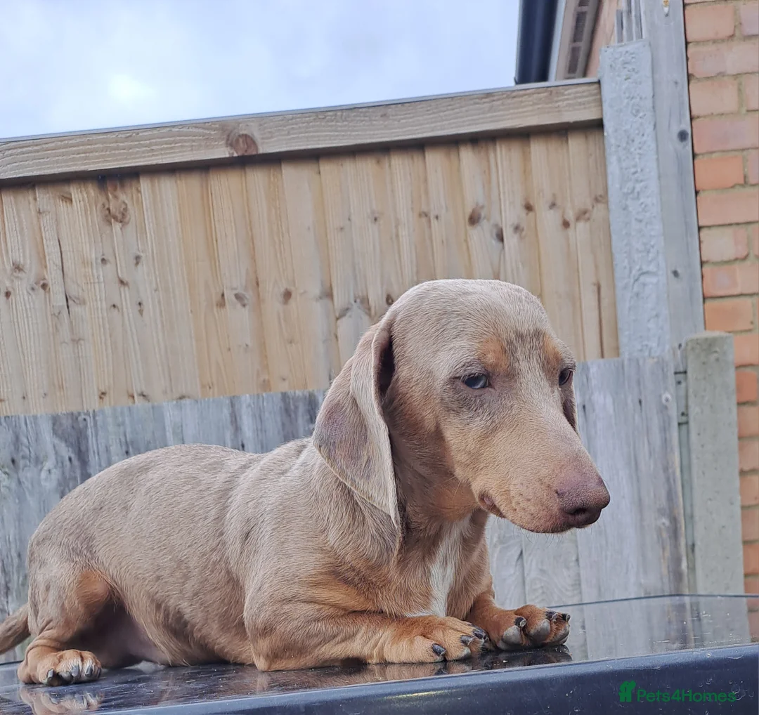 Miniature Dachshund dogs for stud: KC Dash PRA clear STUD DNA in pictures  in Ramsgate - Advert 28