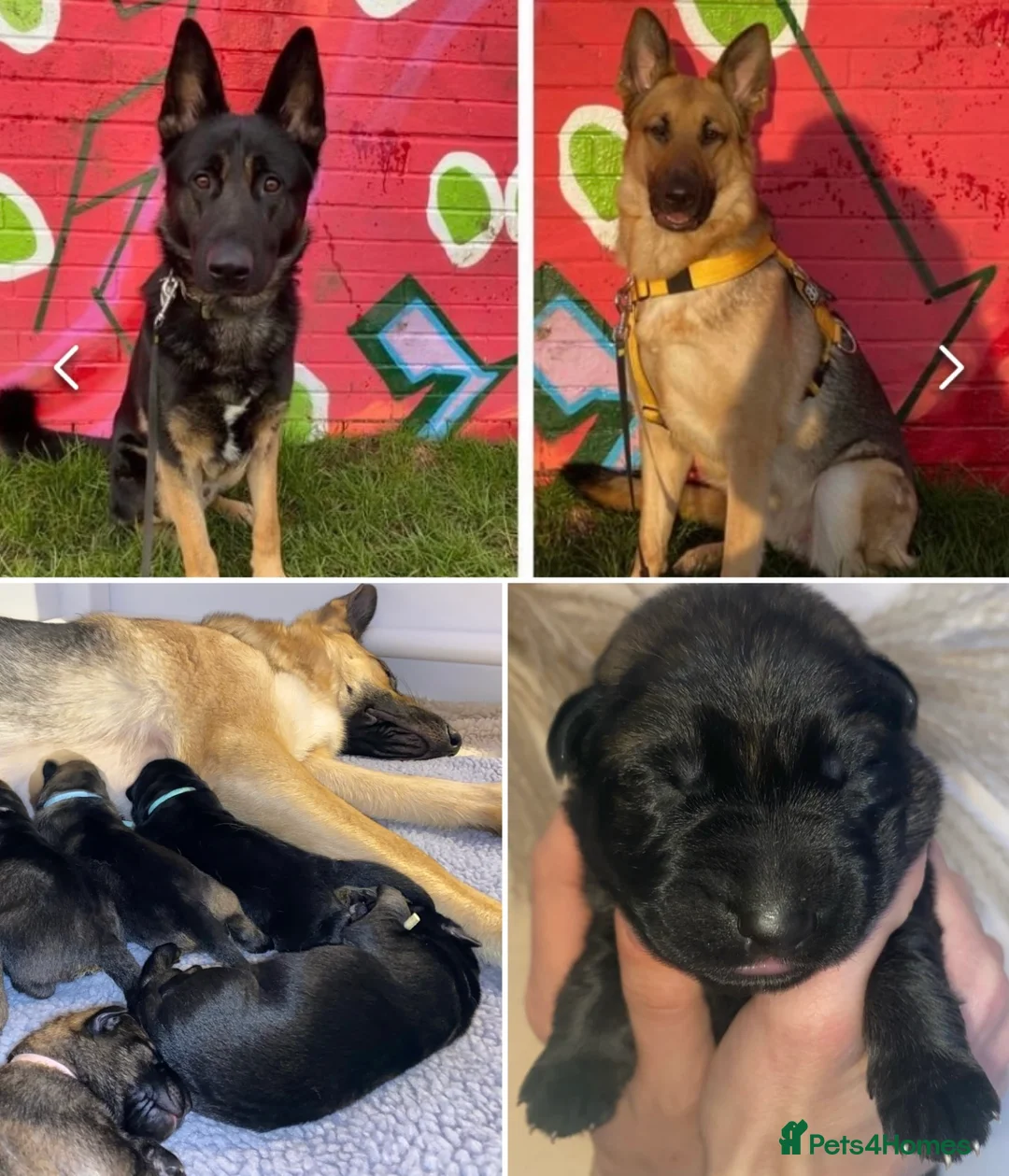 German Shepherd dogs for sale: Beautiful German shepherd pups **DM Clear!** - Advert 11