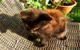 York Chocolate cats for sale:  Kitten 🐈‍⬛ - Image 7