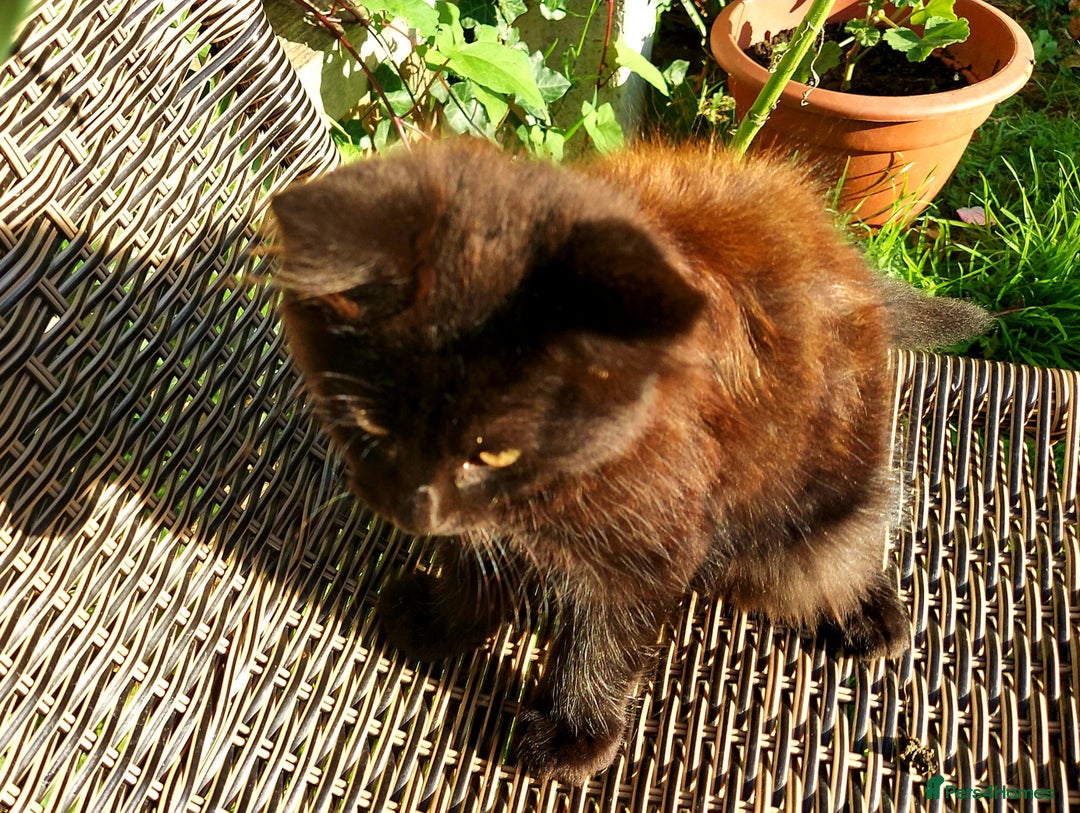 York Chocolate cats for sale:  Kitten 🐈‍⬛ - Image 7