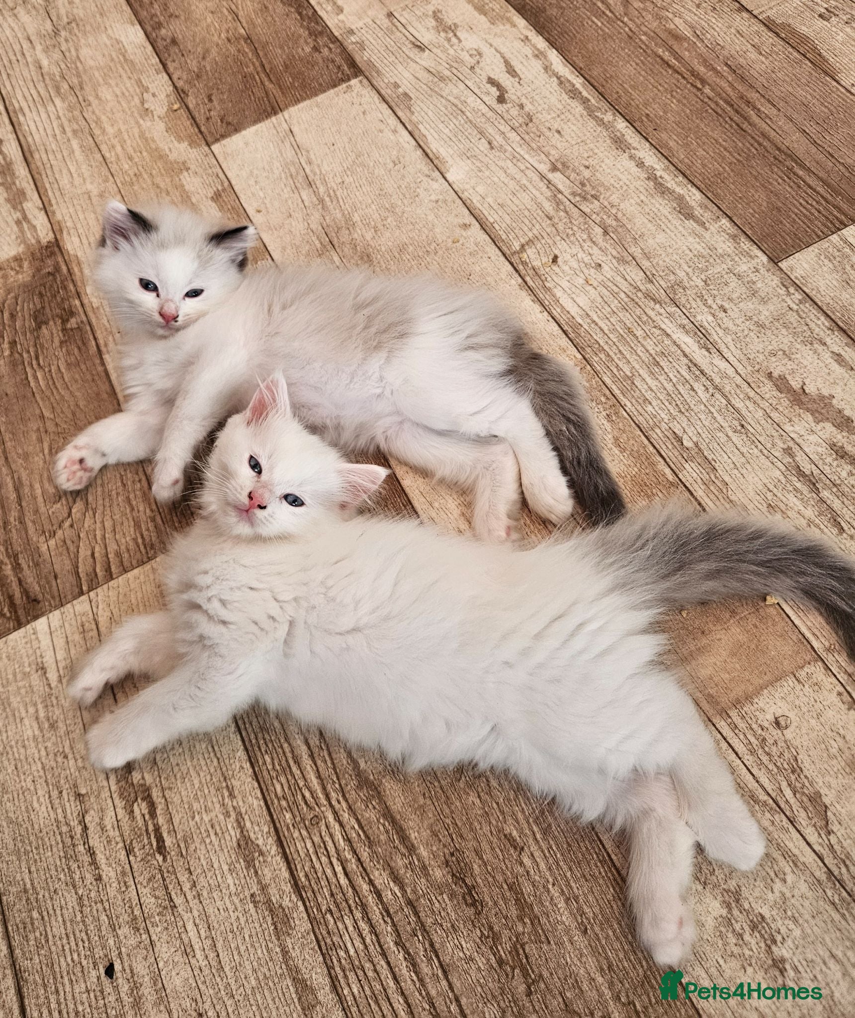 Ragdoll cats Pure Ragdolls - Advert 1