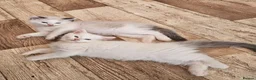 Ragdoll cats for sale: Pure Ragdolls in Pontypool - Advert 1