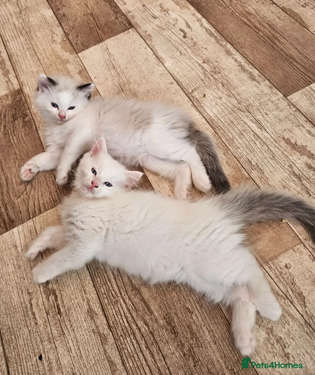 Ragdoll cats for sale: Pure Ragdolls in Pontypool - Advert 1
