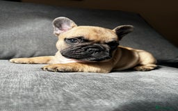 French Bulldog dogs for sale: KC wonderful French Bulldog puppies🐾 - Image 12