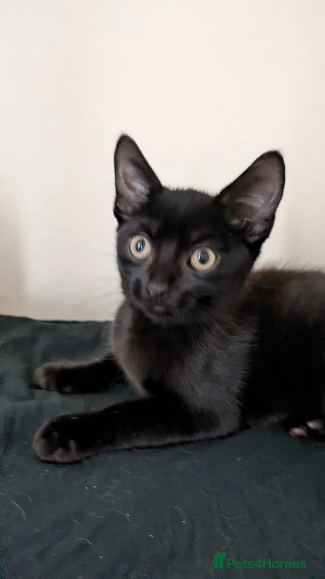 Mixed Breed cats for sale: 4 kittens all black 3 males. One female.  in Blackpool - Advert 5