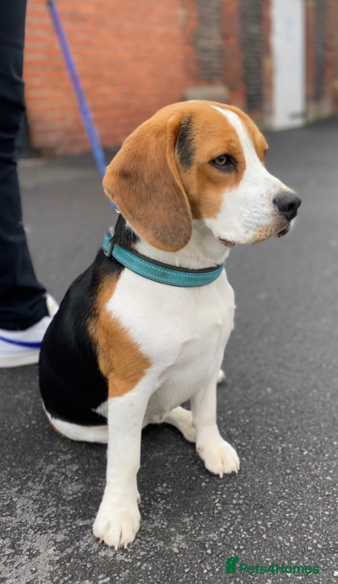 Beagle dogs for stud: Beagle stud tri colour PROVEN 100% success rate  in Preston - Advert 10