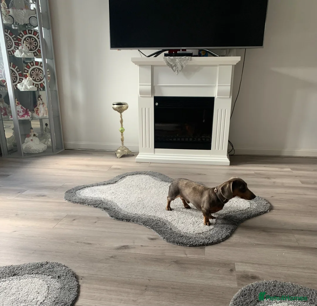 Miniature Dachshund dogs for stud: Miniature Dutch hound for stud  in Milton Keynes - Advert 2