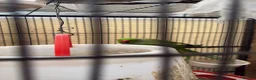 Ringnecks birds for sale: Ringneck Breeding Pair Available | DNA Tested  in Welshpool - Advert 2