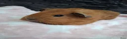Guinea Pig rodents for sale: Funky&smooth coated guinea pigs  - Advert 9