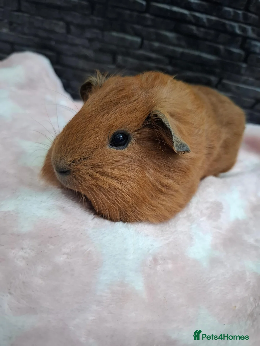 Guinea Pig rodents for sale: Funky&smooth coated guinea pigs  - Advert 9