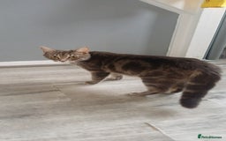 Mixed Breed cats for sale: Male kittens for sale  - Image 9
