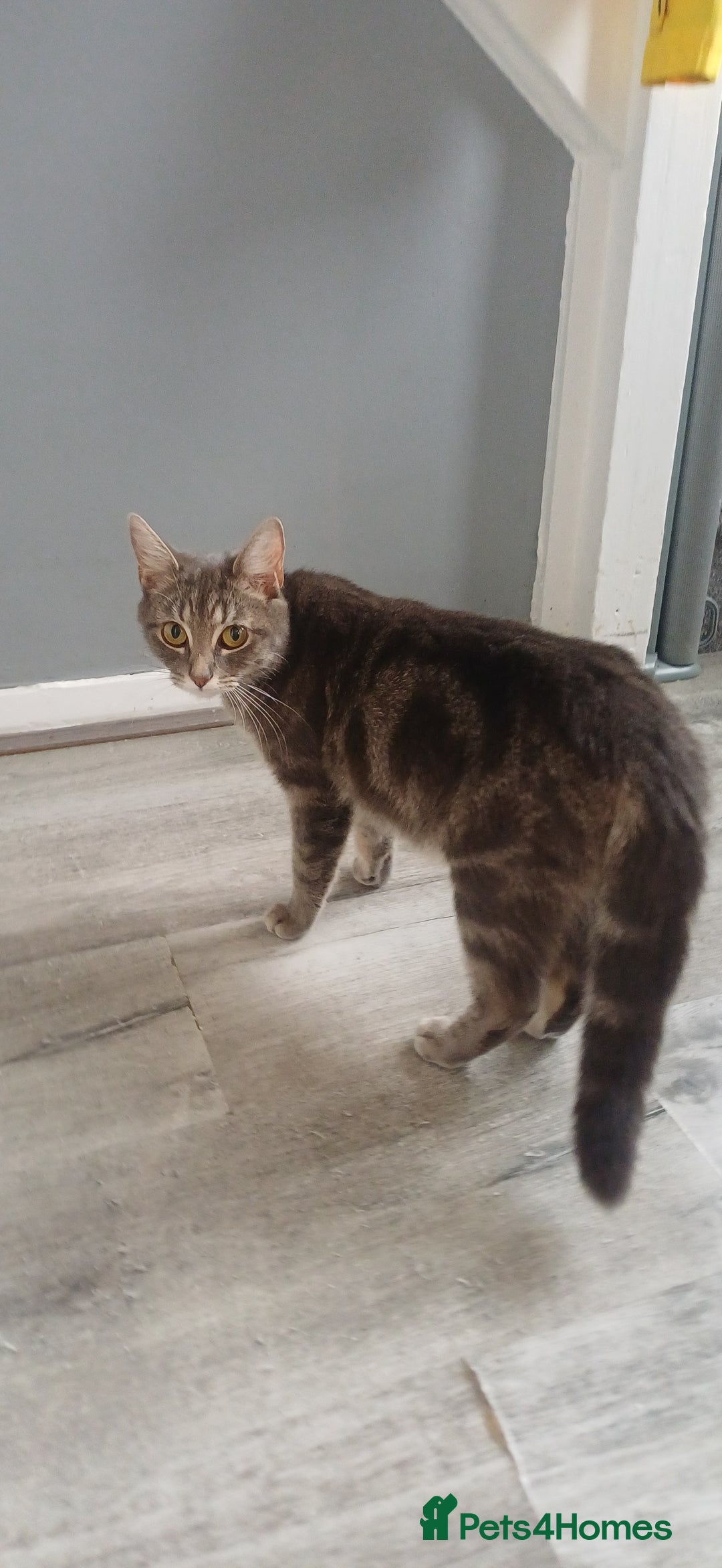 Mixed Breed cats for sale: Male kittens for sale  - Image 9