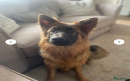 German Shepherd dogs for sale: Gentle 1y Angel  - Image 1