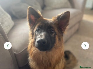 German Shepherd dogs - Advert 1