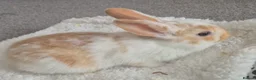 Mixed Breed rabbits for sale: 7 lovely mixed baby rabbits - Advert 5