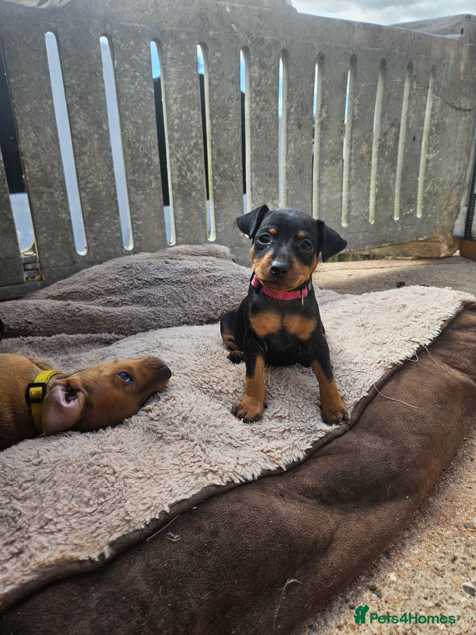 Miniature Pinscher dogs Adorable miniature pinscher puppies  - Advert 2