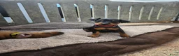 Miniature Pinscher dogs for sale: Adorable miniature pinscher puppies  - Advert 2