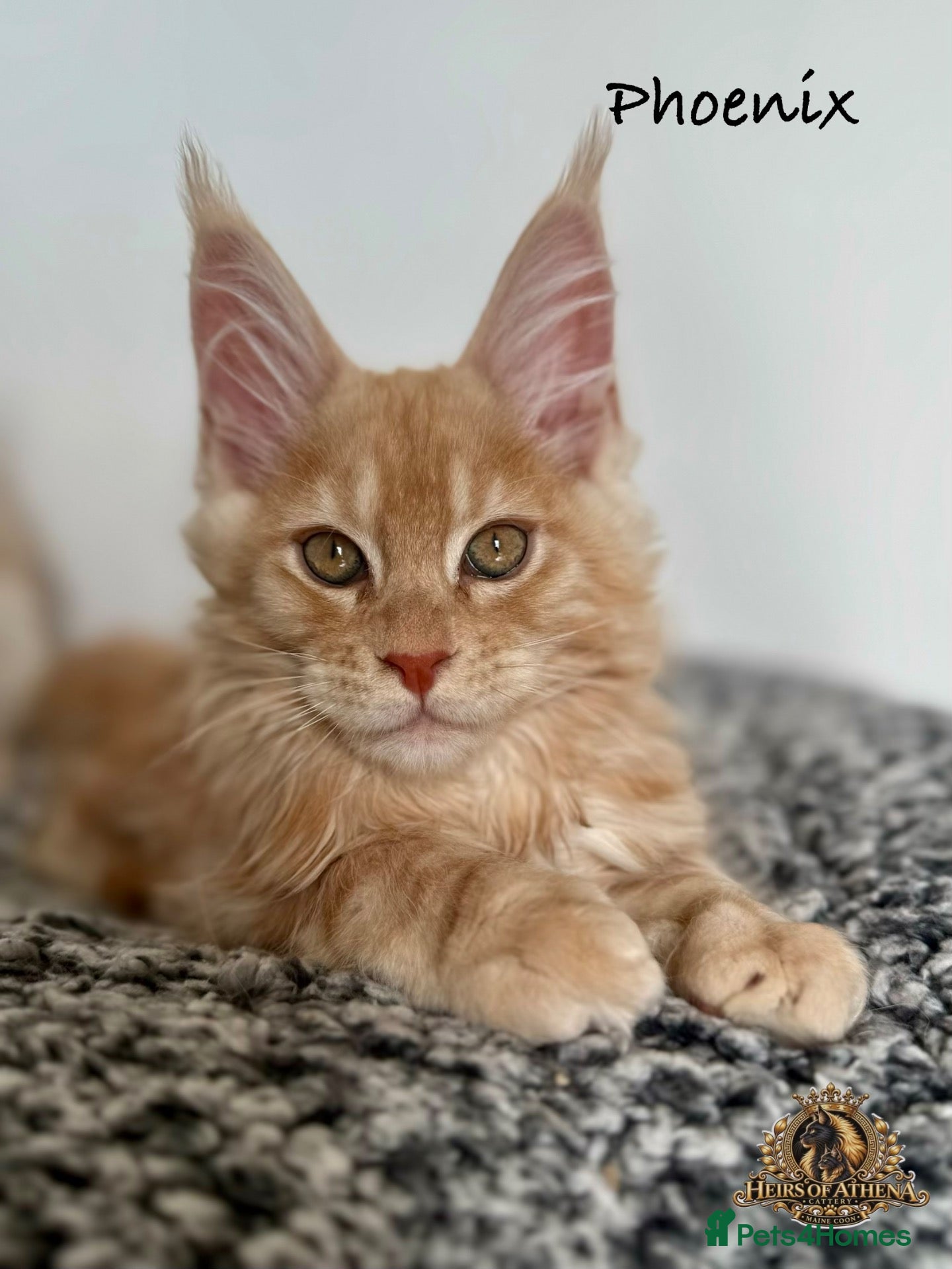 Maine Coon cats 🐾 Maine Coon Kittens TICA Registered 🐾 - Advert 2