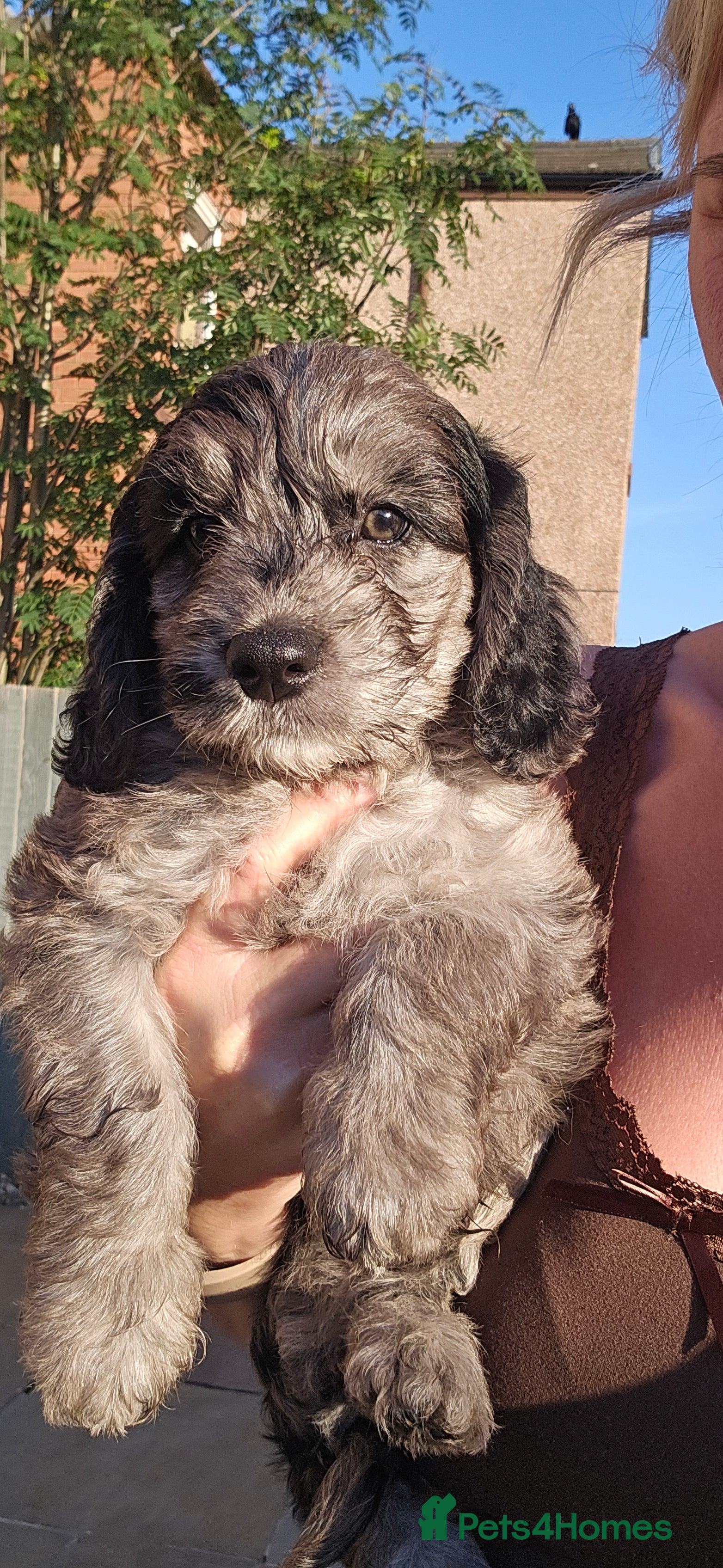 Cockapoo dogs Beautiful Litter of Stunning Cockerpoo Puppies - Advert 2