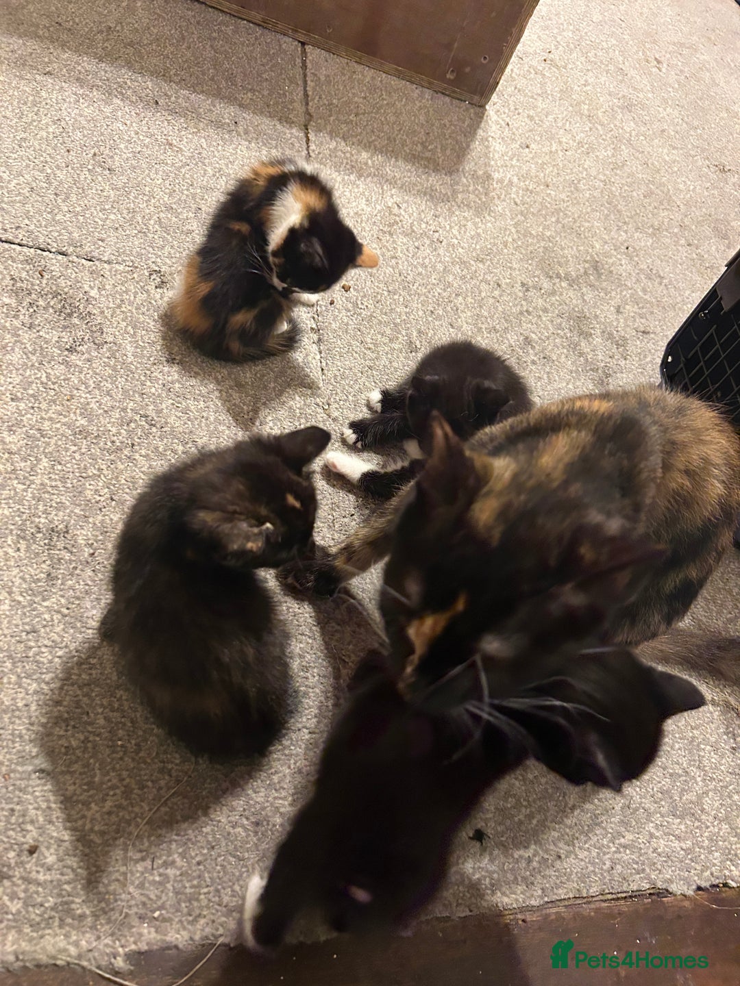 British Shorthair cats for sale: ✨4 BEAUTIFUL KITTENS✨ - Image 7