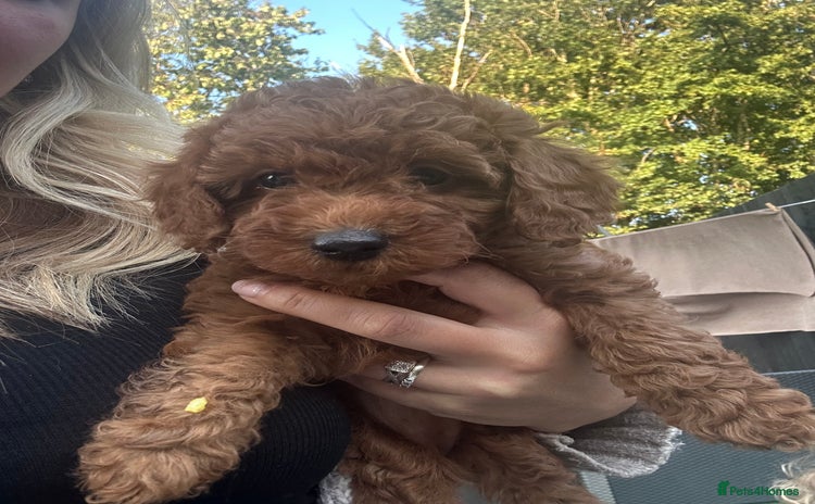 Toy Poodle dogs - Advert 4