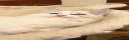 Ragdoll cats for sale: Stunning GCCF reg kittens available to 5* homes.  - Advert 10