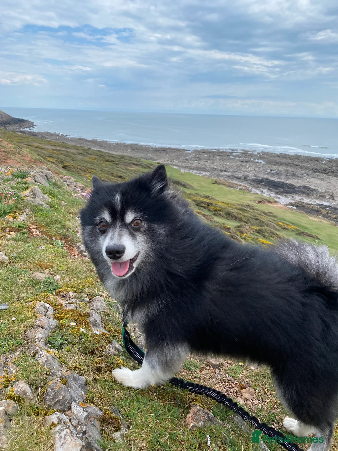 Pomsky dogs for stud: Pomsky for Stud - Advert 11