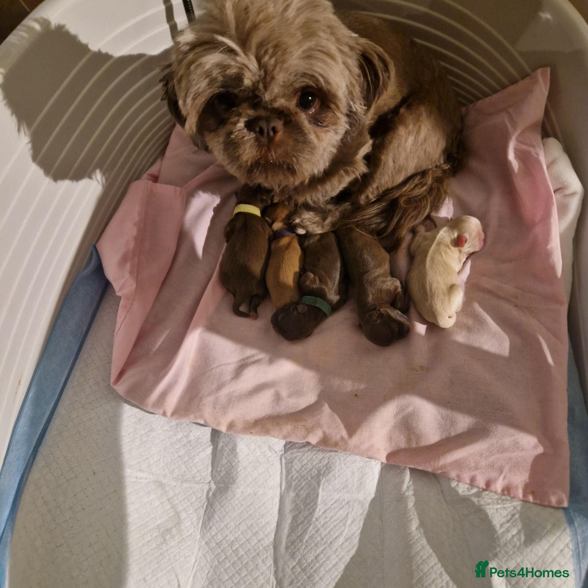 Shih Tzu dogs 5 beautiful Shih Tzu pups wanting forever homes  - Advert 1