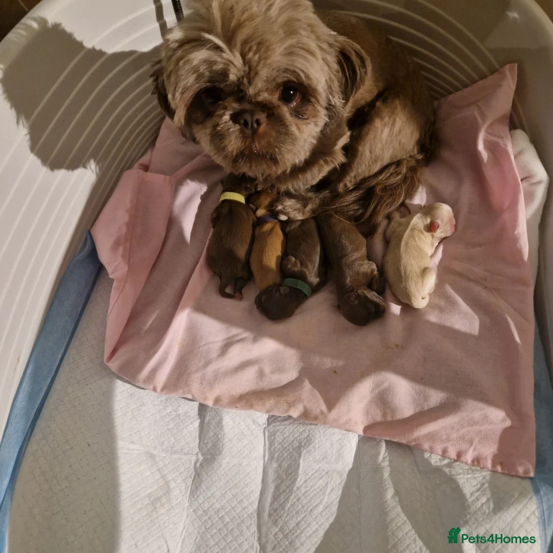 Shih Tzu dogs for sale: 5  imperial. Shih Tzu pups wanting forever homes  - Advert 1