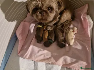 Shih Tzu dogs 5 imperial. Shih Tzu pups wanting forever homes - Advert 1