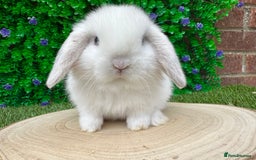 Mini Lop rabbits for sale: Stunning mini lops - Image 21