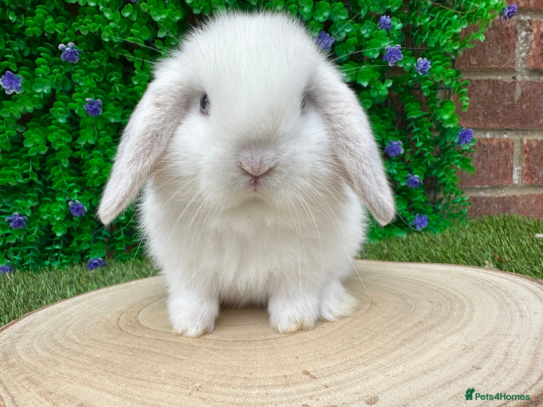 Mini Lop rabbits for sale: Stunning mini lops - Image 21