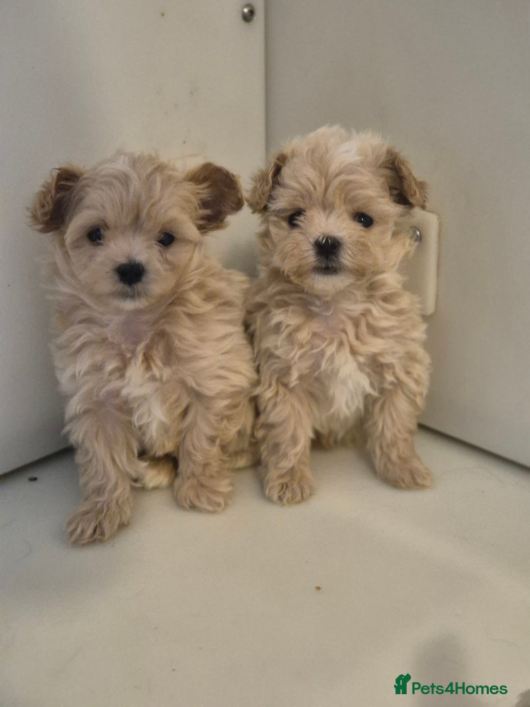 Maltipoo dogs for sale: MALTIPOO PUPPIES - Advert 1