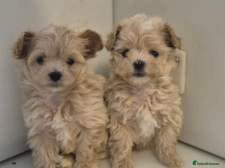 Maltipoo dogs MALTIPOO PUPPIES - Advert 1