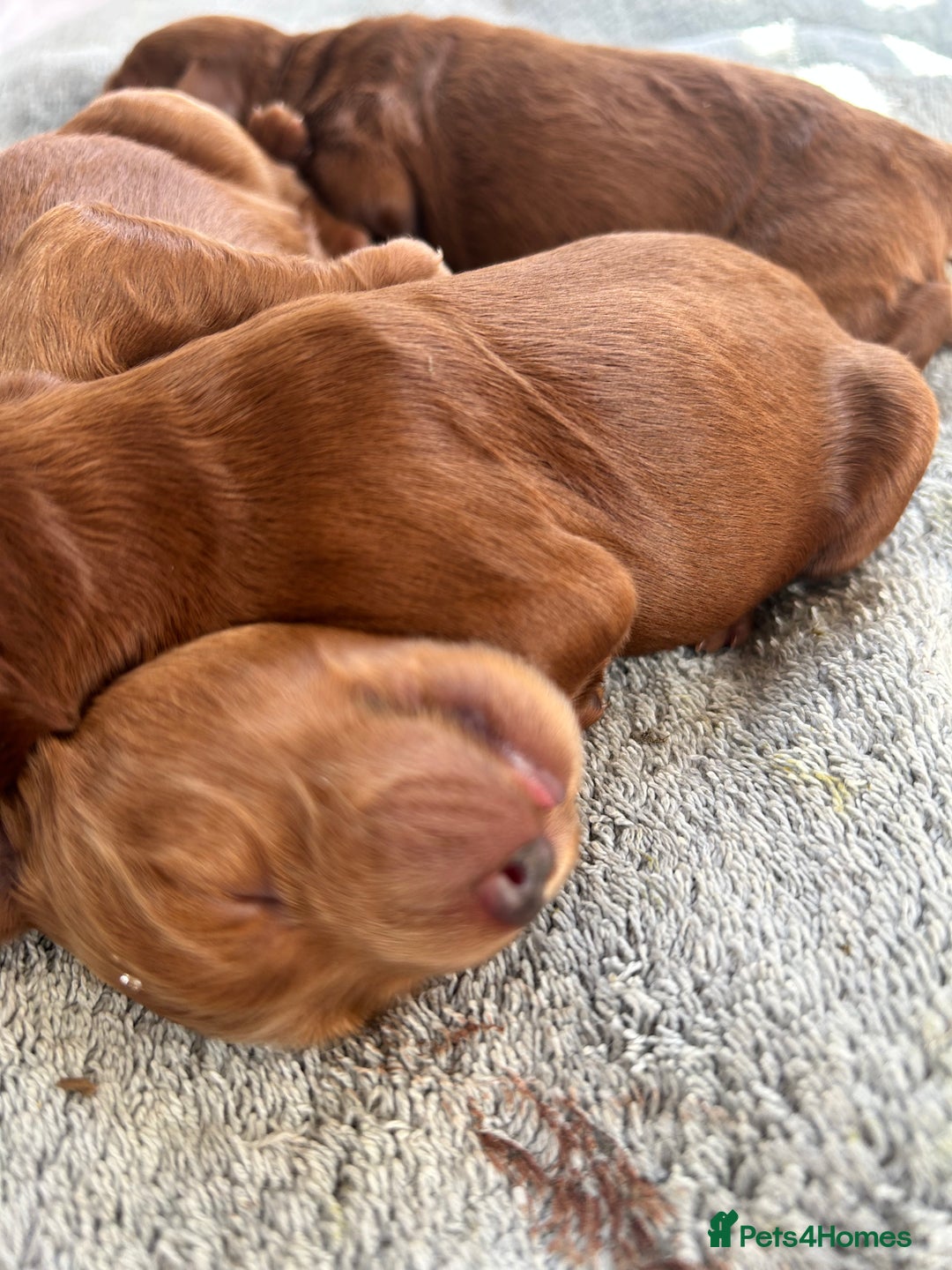 Irish Doodle dogs for sale: Irish Doodle cross miniature poodle f1b pups  - Image 1