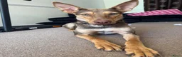 Mixed Breed dogs for adoption: Could You Be the One Valentina Needs? in Ipswich - Advert 2
