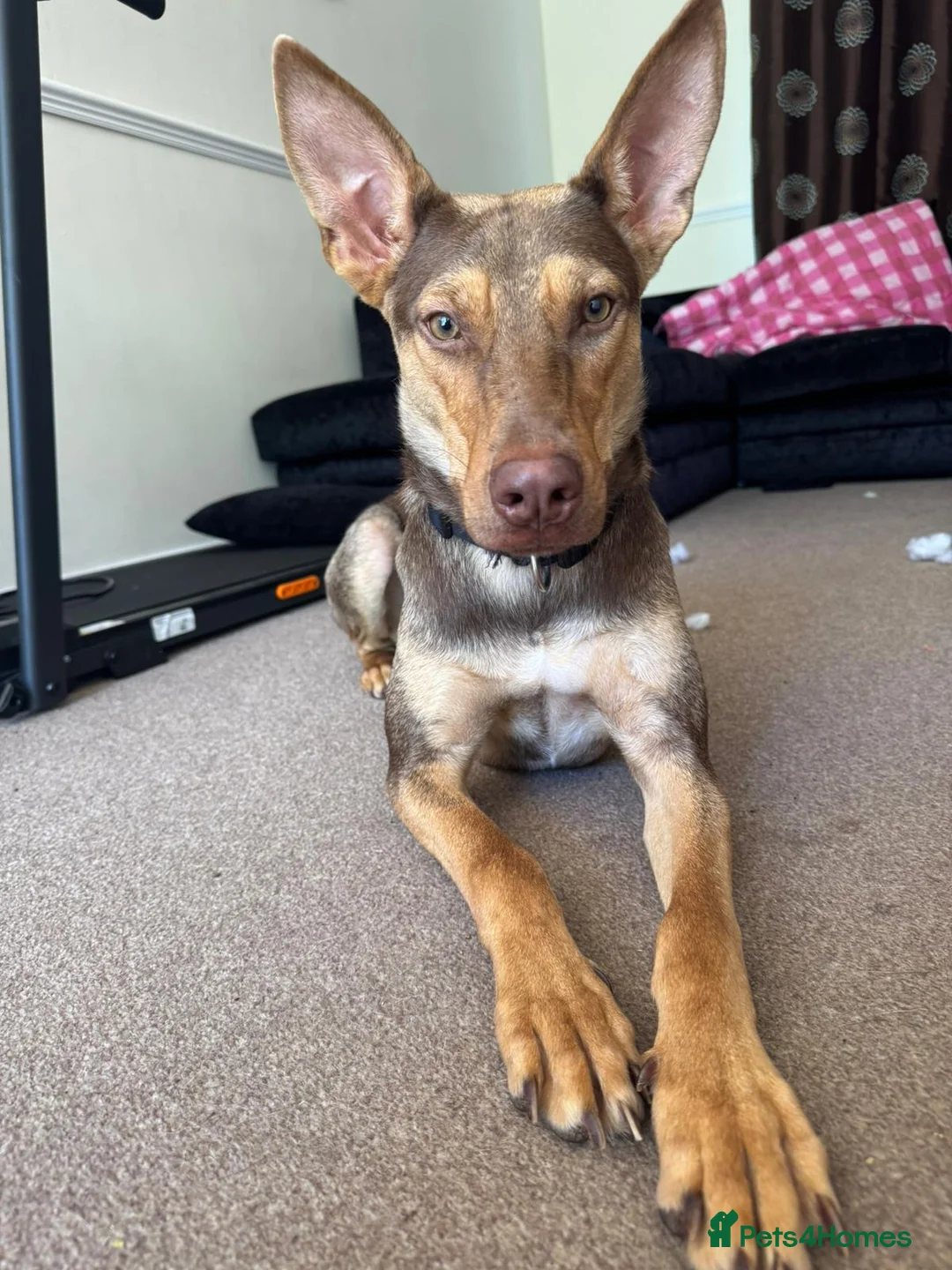Mixed Breed dogs for adoption: Could You Be the One Valentina Needs? in Ipswich - Advert 2