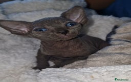 Sphynx cats for sale: Beautiful Canadian Sphynx kittens purebreed  - Image 26