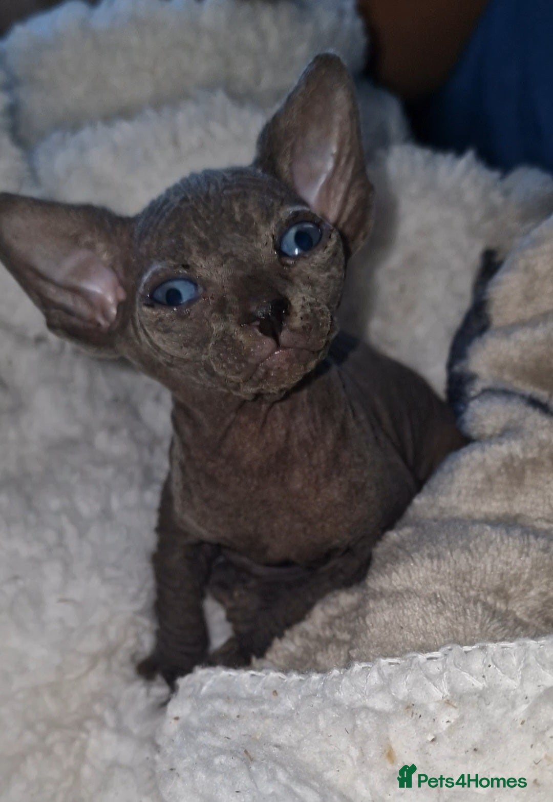 Sphynx cats for sale: Beautiful Canadian Sphynx kittens purebreed  - Image 26