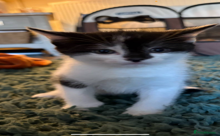 Domestic Shorthair cats - Advert 3