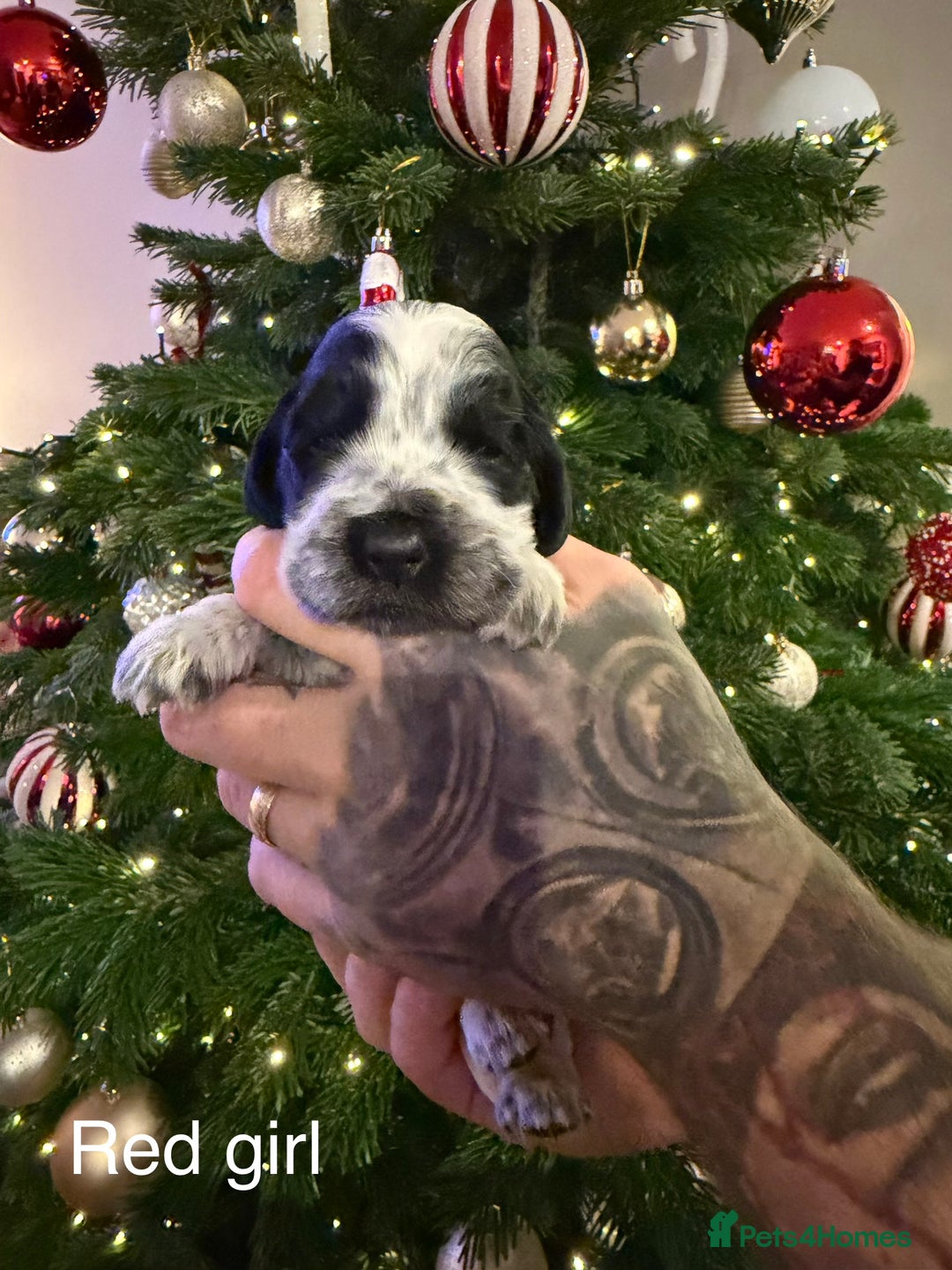 Cocker Spaniel dogs for sale: KC registered show type cocker spaniel  - Advert 4