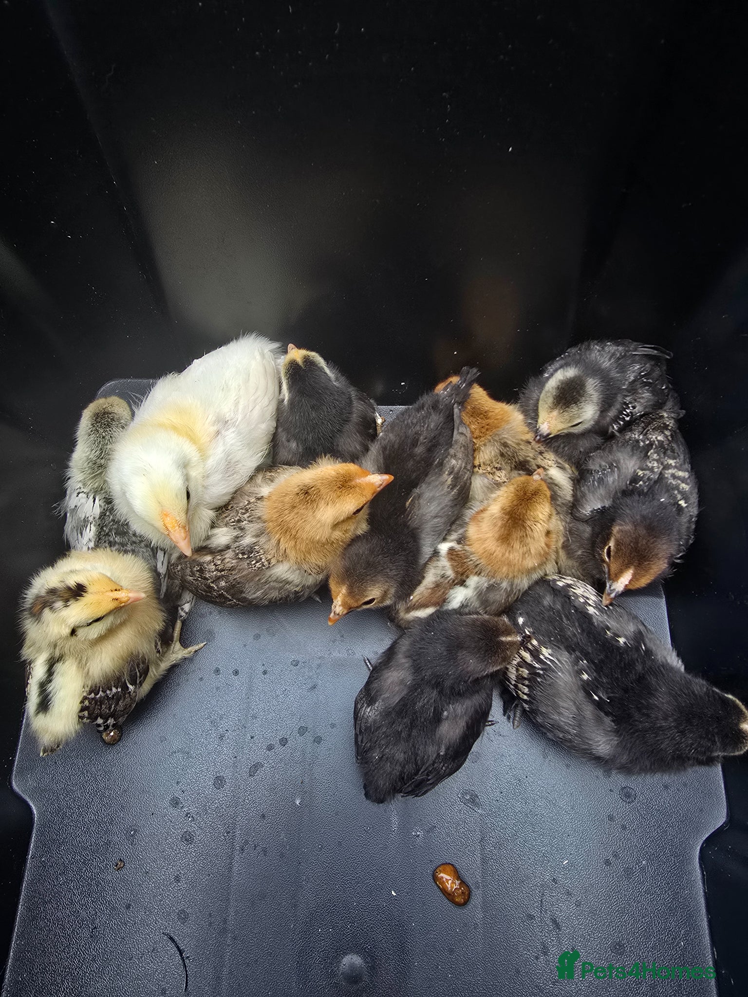 Chickens poultry 2 Week old chicks - Advert 18